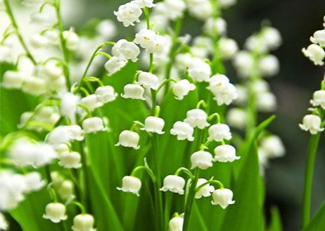 4 piantine di Mughetto bianco