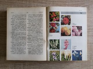 Dizionario della lingua italiana vintage