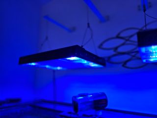 Calha Pantalla Aquario marino Alpha pacific sun