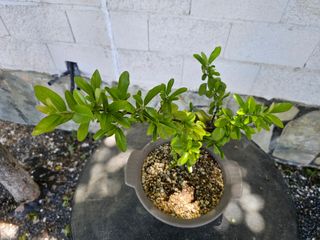 Prebonsái Piracanta