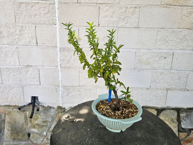 Prebonsái Piracanta