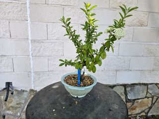 Prebonsái Piracanta