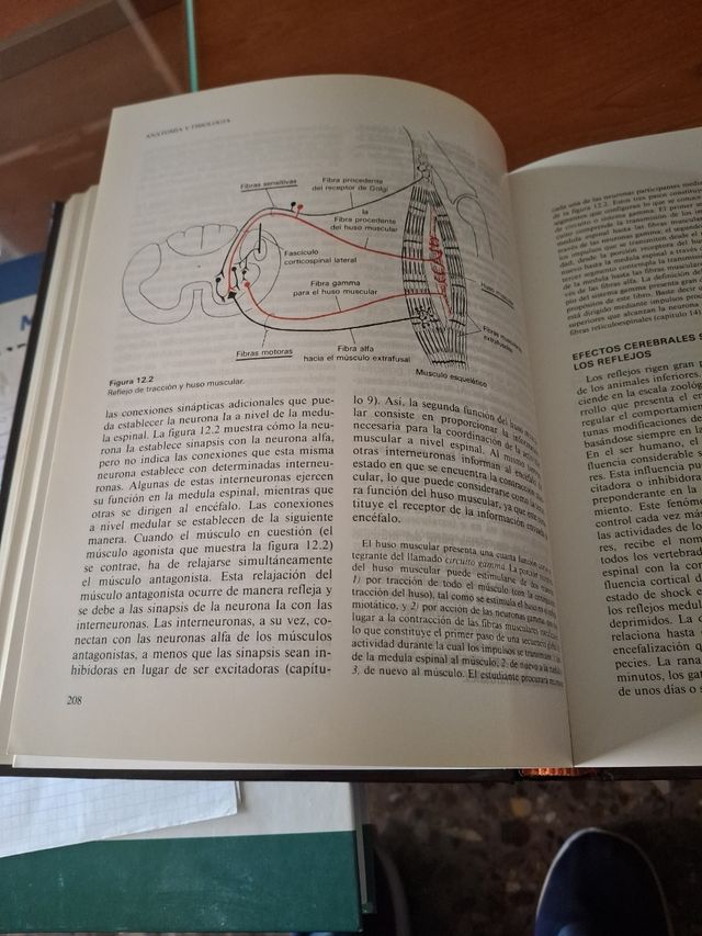 Texto básico anatomía y fisiologia