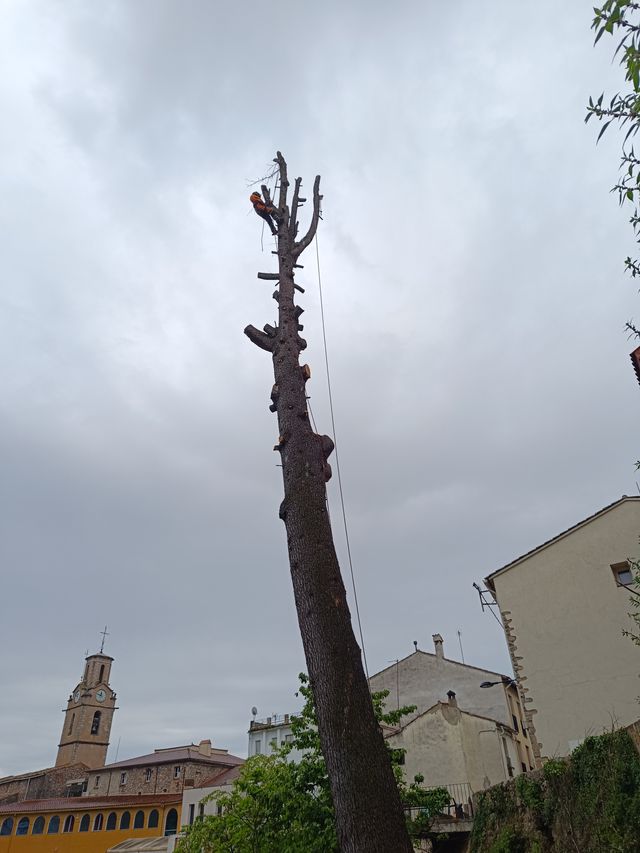 Tala poda de árboles palmeras parcelas