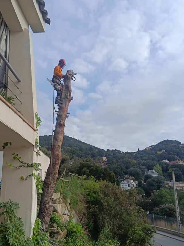 Tala poda de árboles palmeras parcelas