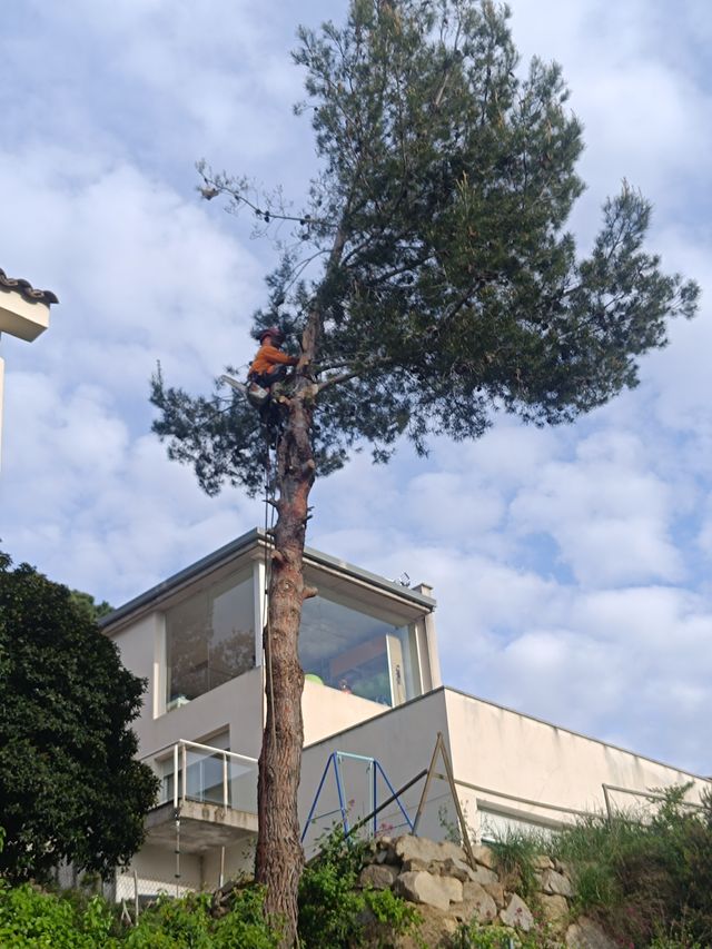 Tala poda de árboles palmeras parcelas
