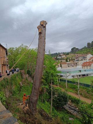 Tala poda de árboles palmeras parcelas 