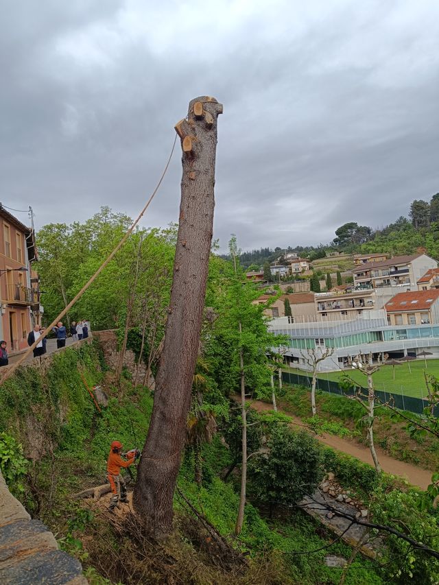 Tala poda de árboles palmeras parcelas