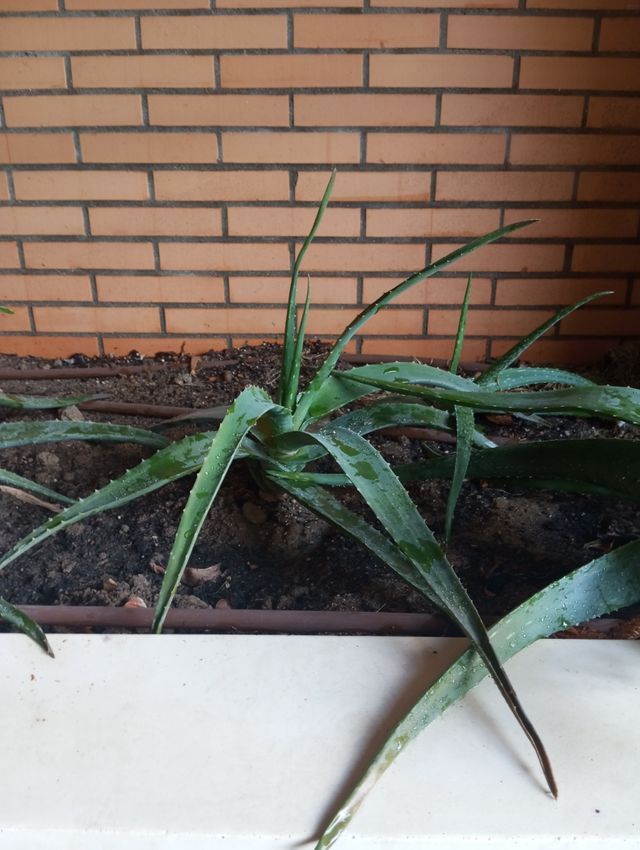 Aloe vera