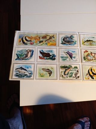 Album de cromos Vida y Color