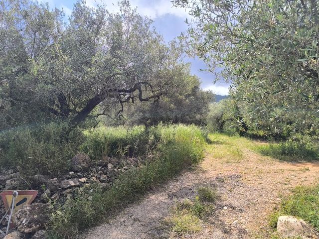 FINCA A 10 MIN. DEL MAR EN LA RÀPITA(TARRAGONA)