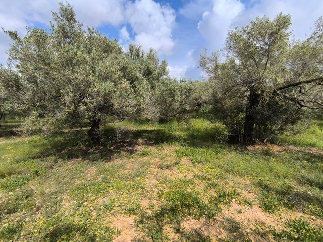 FINCA A 10 MIN. DEL MAR EN LA RÀPITA(TARRAGONA)