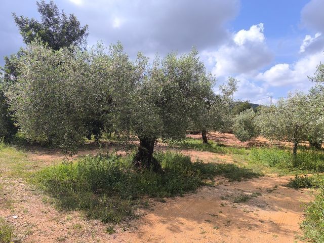 FINCA A 10 MIN. DEL MAR EN LA RÀPITA(TARRAGONA)