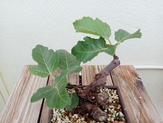 Bonsai higuera