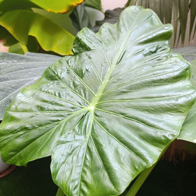 Alocasia calidora