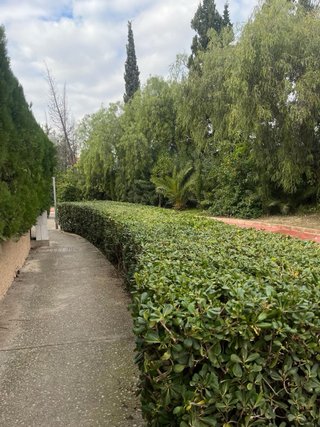 Pintor y jardinero - David