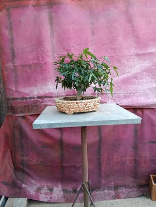 Bonsái Morera Blanca 2018