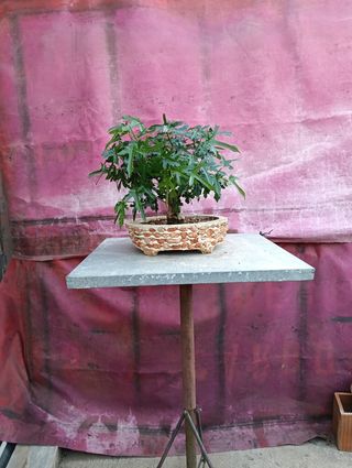 Bonsái Morera Blanca 2018