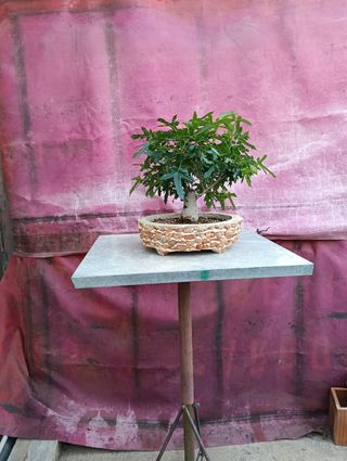 Bonsái Morera Blanca 2018