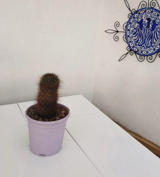 Cactus en maceta lila - planta