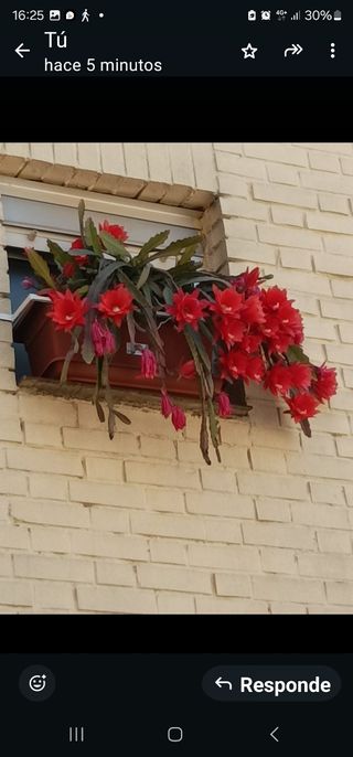 Esquejes Epiphyllum: Colores Varios