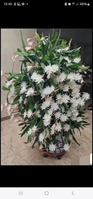 Esquejes Epiphyllum: Colores Varios