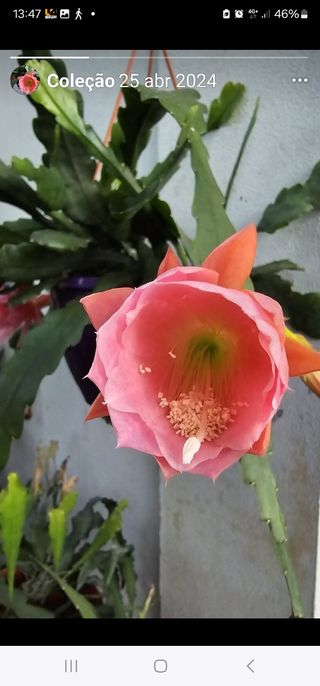 Esquejes Epiphyllum: Colores Varios