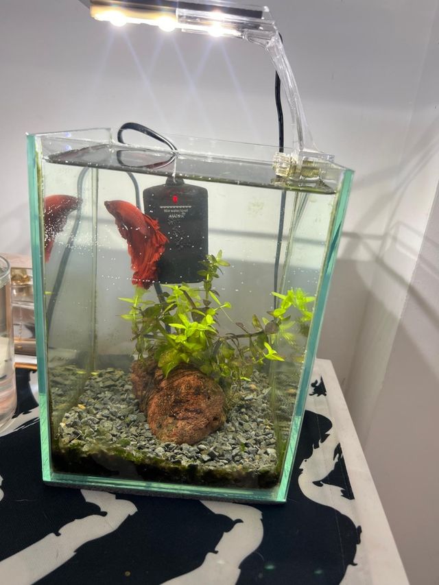 Acuario 5L - Pecera transparente