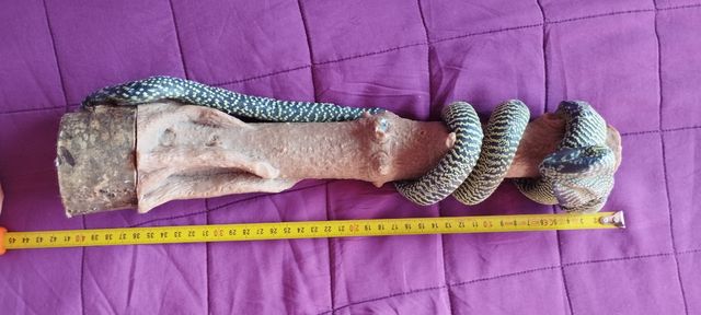 vela decorativa con forma de serpiente