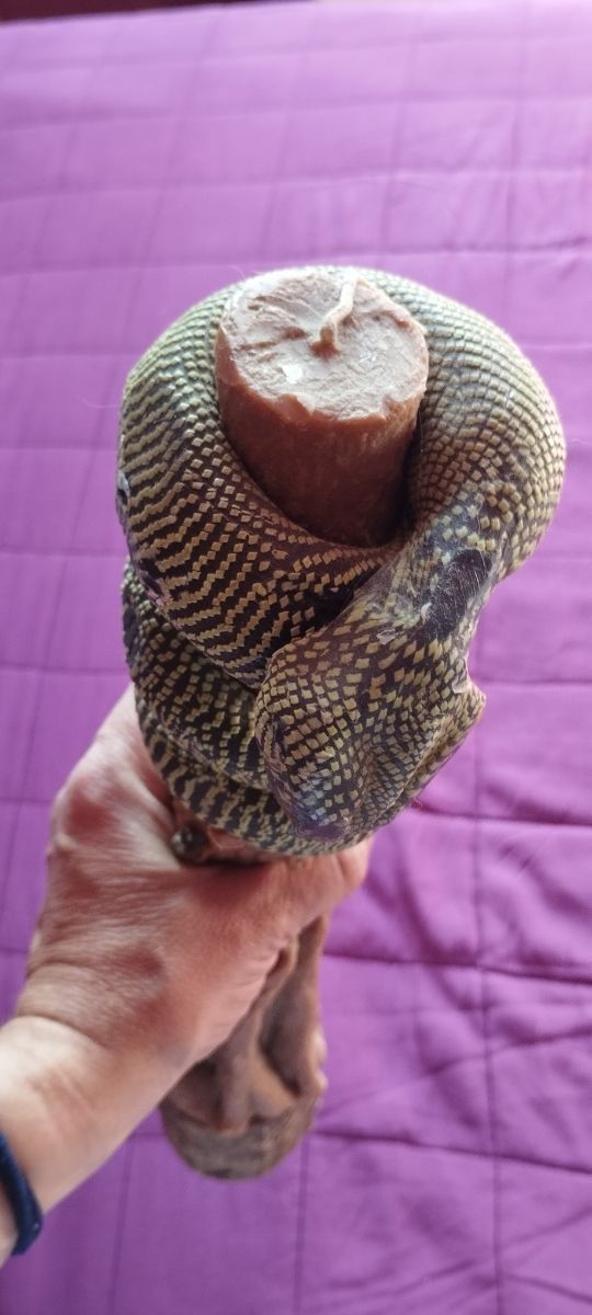 vela decorativa con forma de serpiente