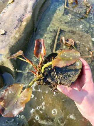 Ninfea rustica Fucsia per laghetto