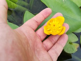 Ninfea Rustica PIANTA MADRE Nuphar Lutea gialla