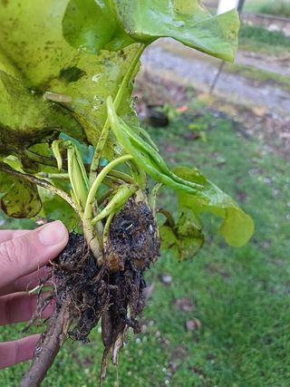 Ninfea Rustica PIANTA MADRE Nuphar Lutea gialla