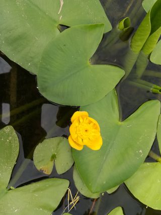 Ninfea Rustica PIANTA MADRE Nuphar Lutea gialla