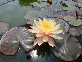 Ninfea rustica Mangkala Ubol, laghetto