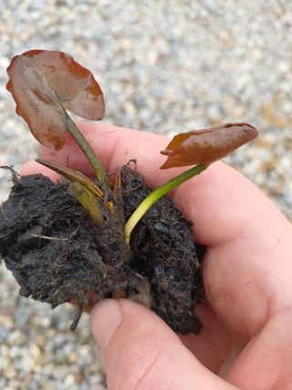 Ninfea rustica Mangkala Ubol, laghetto