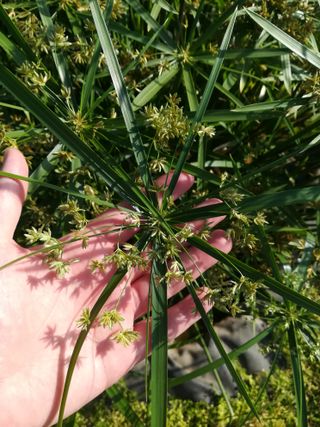 Cyperus alternifolius, Papiro rustico, laghetto