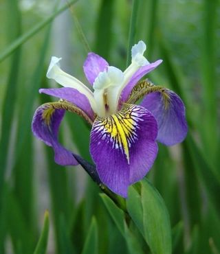 Regal Surprise, iris palustre, piante da laghetto