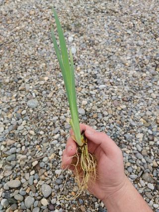 Regal Surprise, iris palustre, piante da laghetto