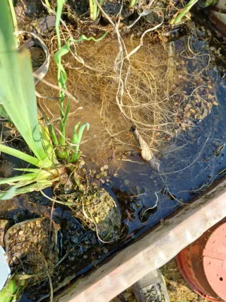 Iris palustre Black, laghetto