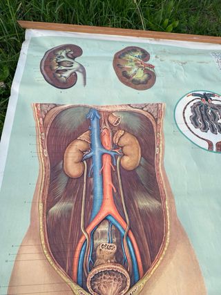 Cartel anatómico: Sistema Urinario y Riñón