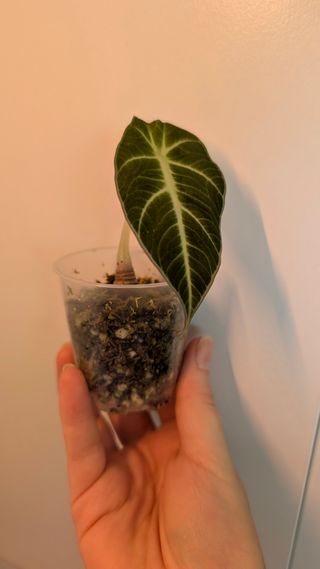 Alocasia Black Velvet baby