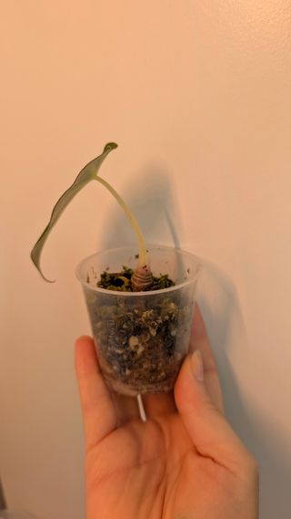 Alocasia Black Velvet baby