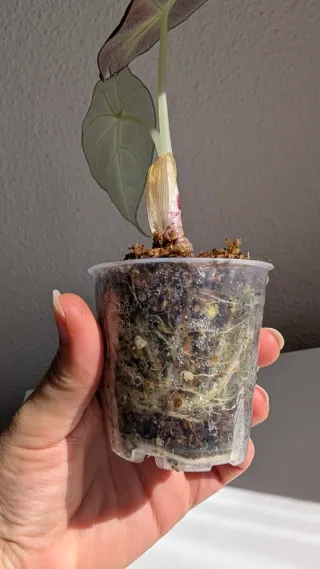 Alocasia Black Velvet baby