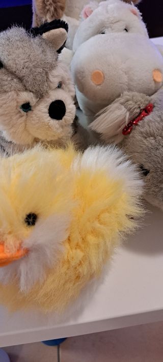 5 Peluche Animali teneri
