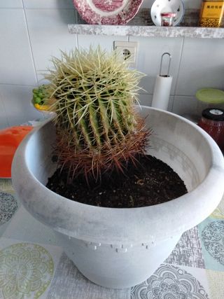 Cactus Echinocactus Grusonii en gran maceta OFERTA