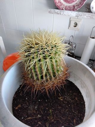 Cactus Echinocactus Grusonii en gran maceta OFERTA