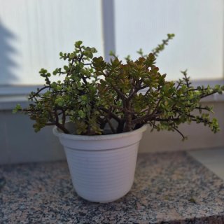 Planta Crassula Suculenta Árbol de Jade.