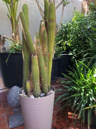 Cactus columnares grandes . Entrega en mano .