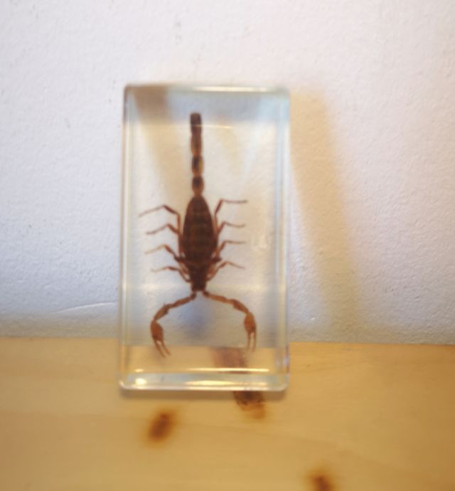 Escorpión  CHINCHE ROJA Perro de Agua en Resina